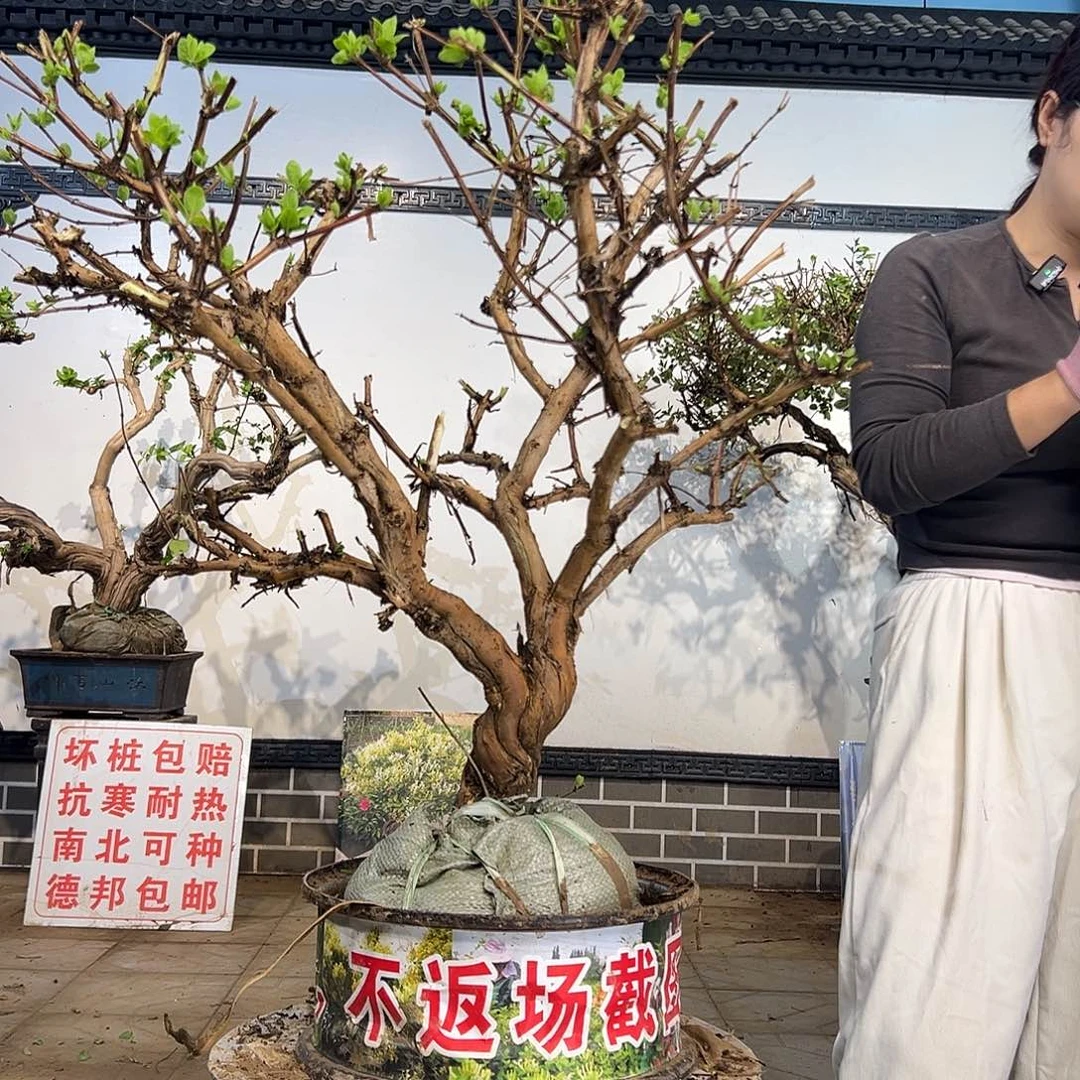 完全开放金银花8888