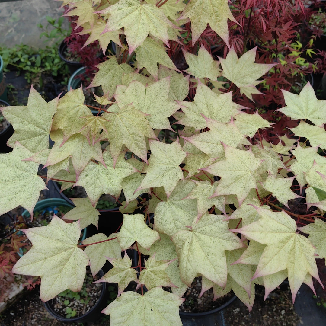 （直播间一物一拍）老蒋槭树园庭院阳台植物