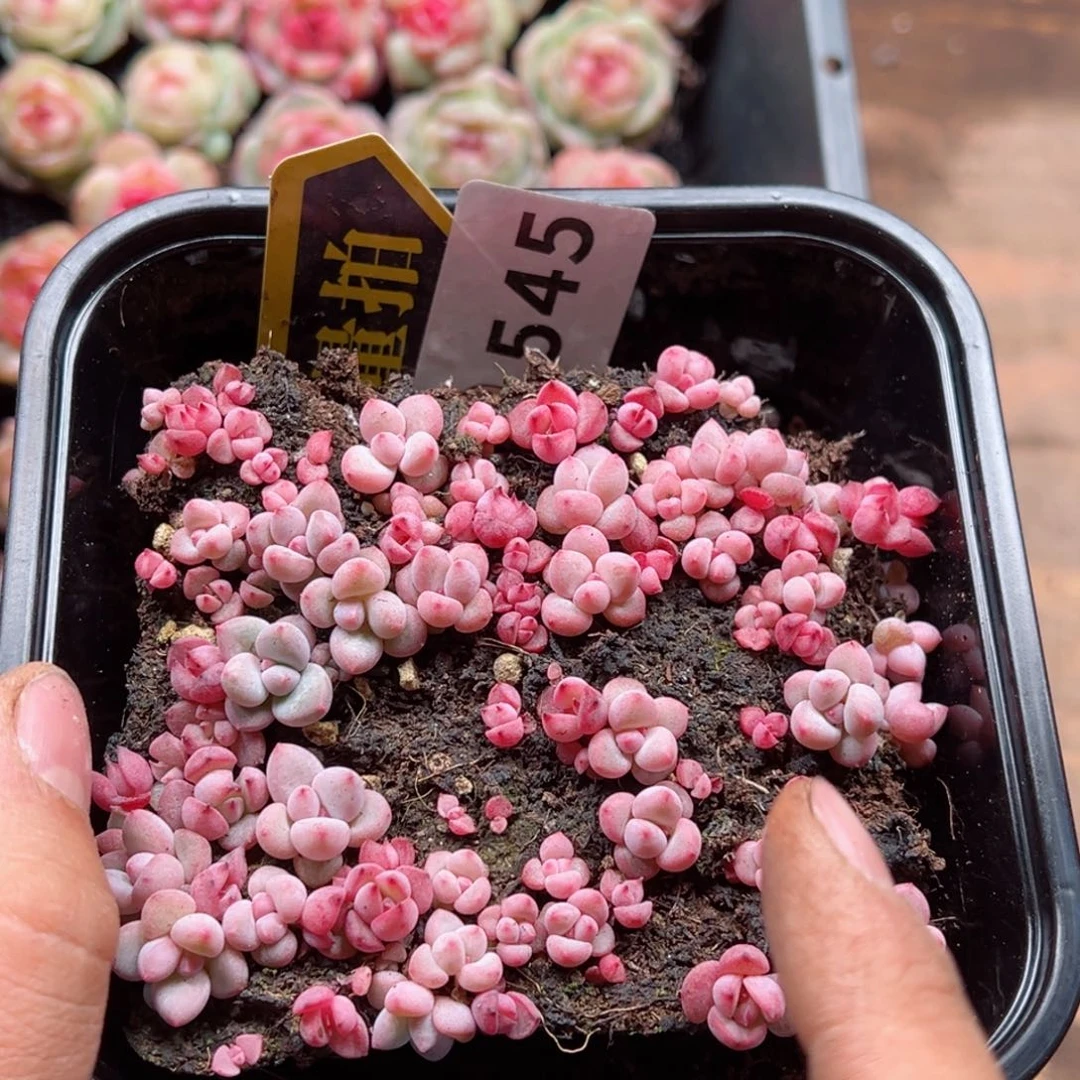 多肉植物多肉植物