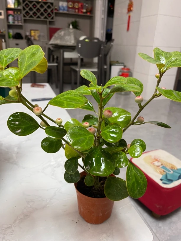 菩提树专注家居绿化