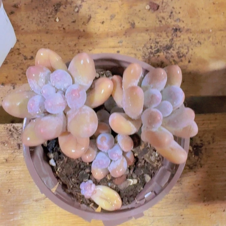 赶***气汤圆群生一物一拍