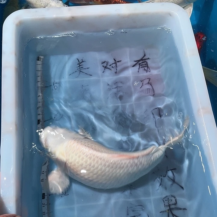 蝴蝶鲤鱼渔场直发92