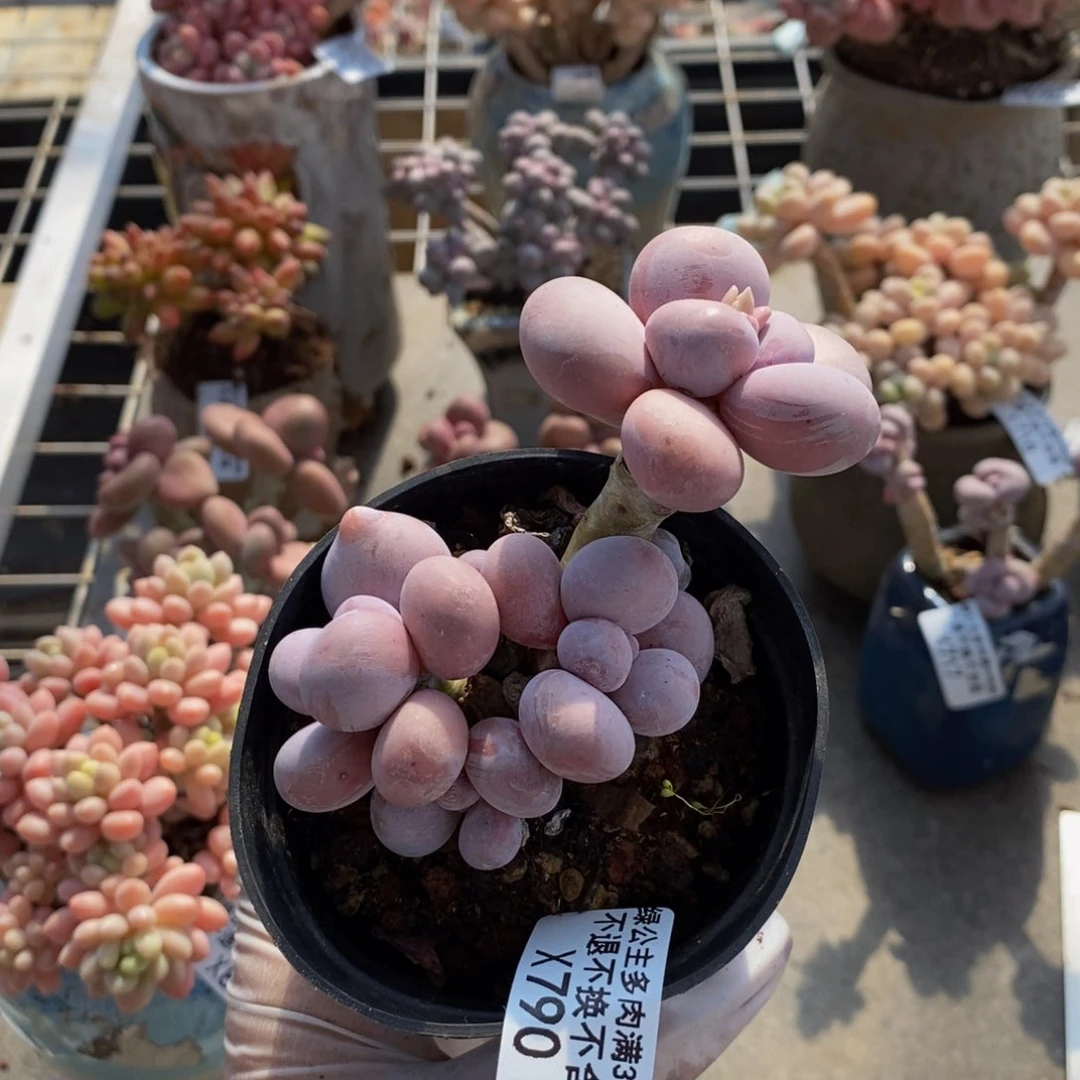 换*儿芭比奶酪790/8cm福利