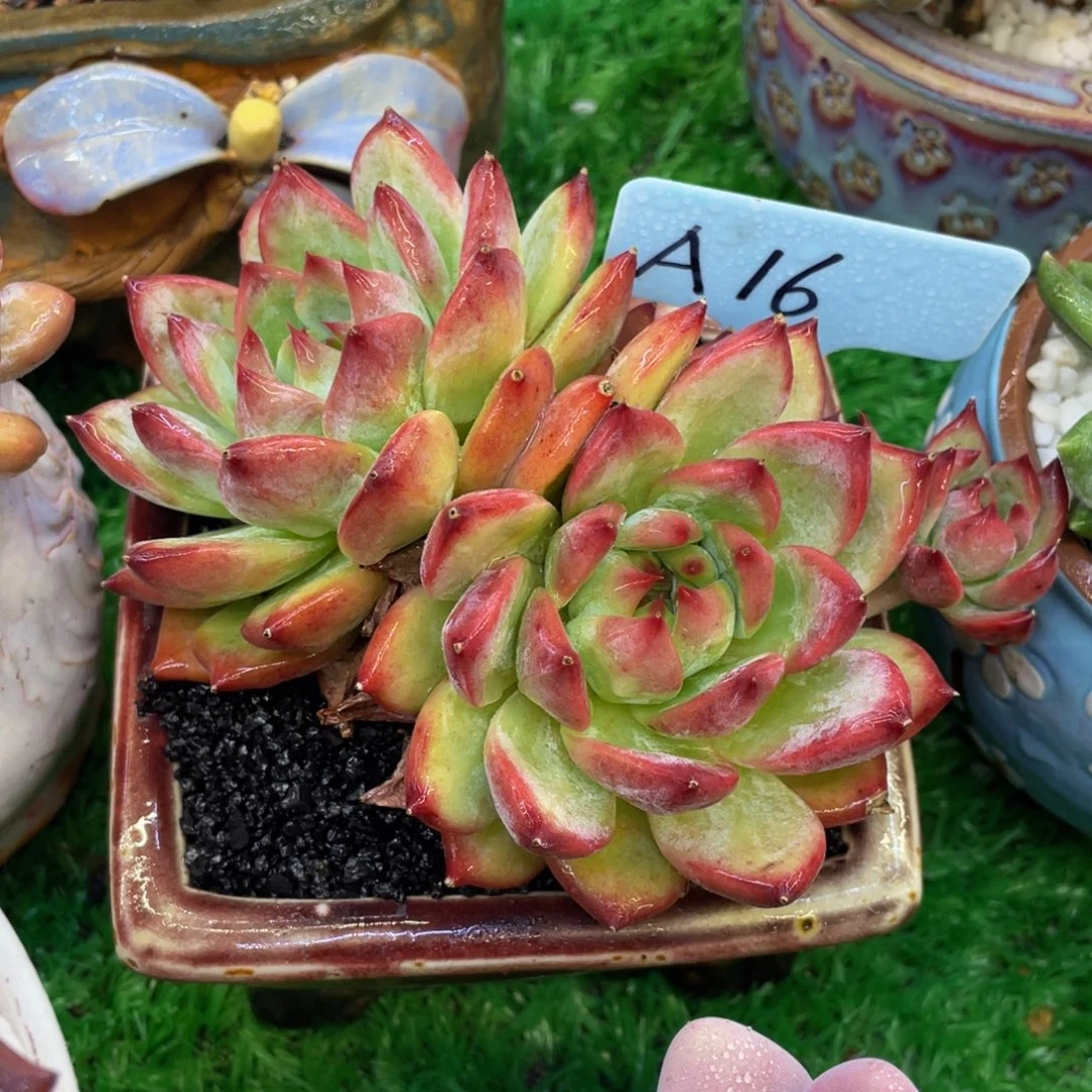 多肉植物盆栽多肉