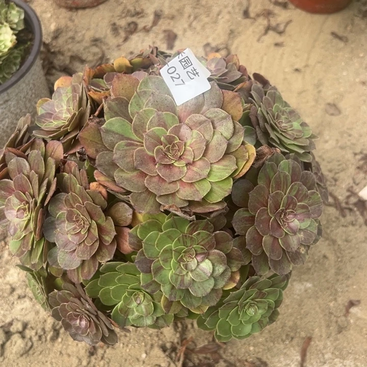 花月夜大手捧多肉植物027