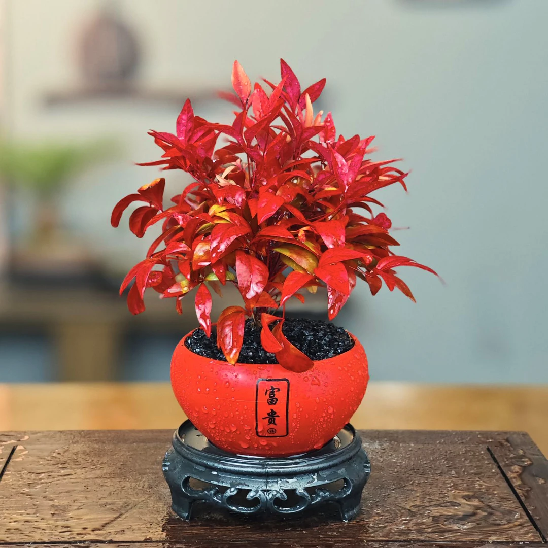 火焰南天竹盆栽吉祥富贵盆冬季耐寒室内外客厅阳台四季好养植物景