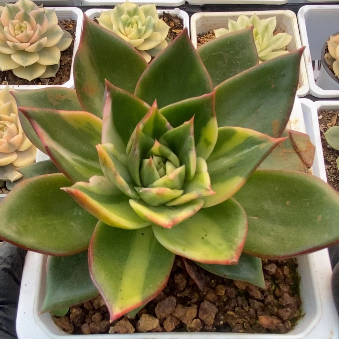 101藏宝图锦锦锦锦锦