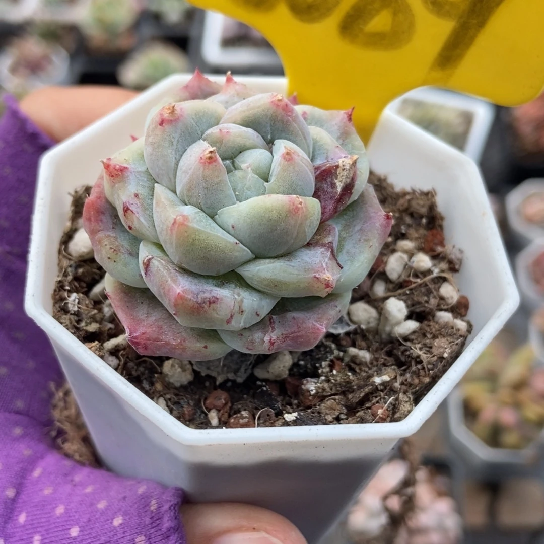 6089如梦令石化多肉植物