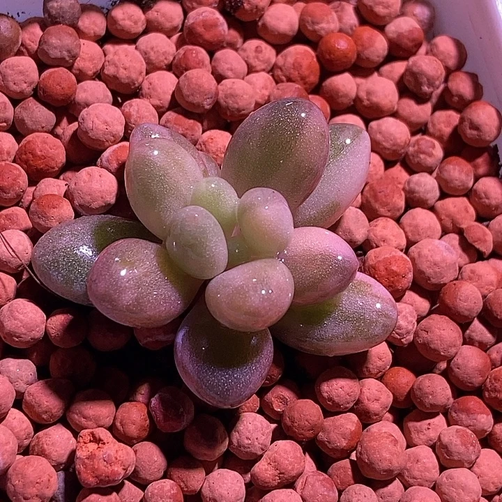 粉色恋人锦多肉植物