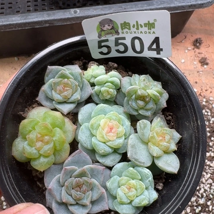 雨***f多肉植物多肉植物