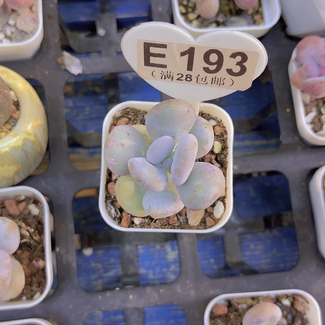 E193油煎丸子一物一拍