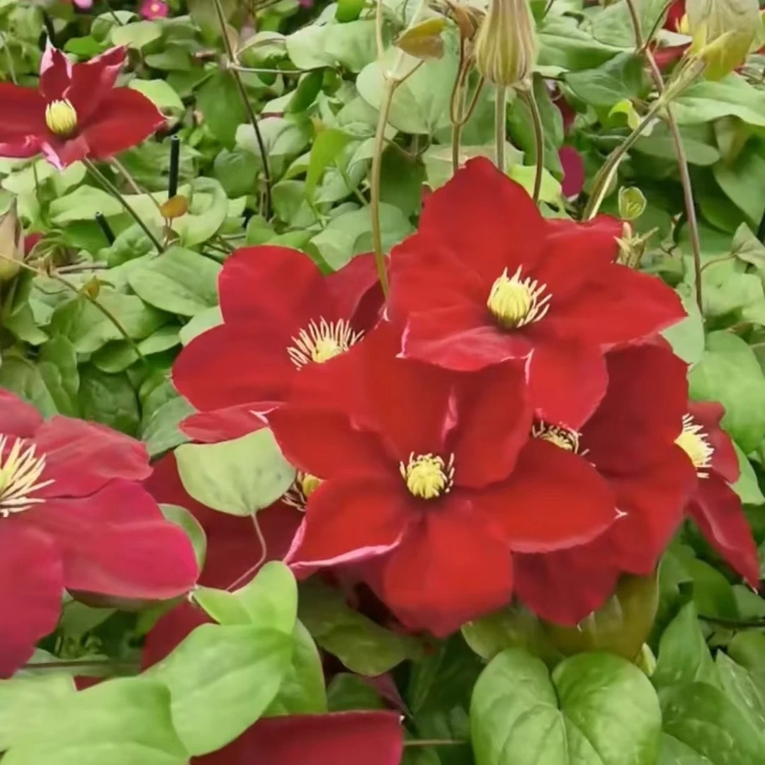 夏尔曼  早花2类轻剪 铁线莲 地载盆栽爬藤藤本花卉2季花