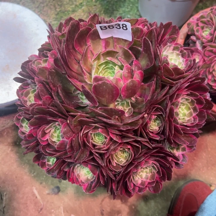 东****》孔雀翎638多肉植物