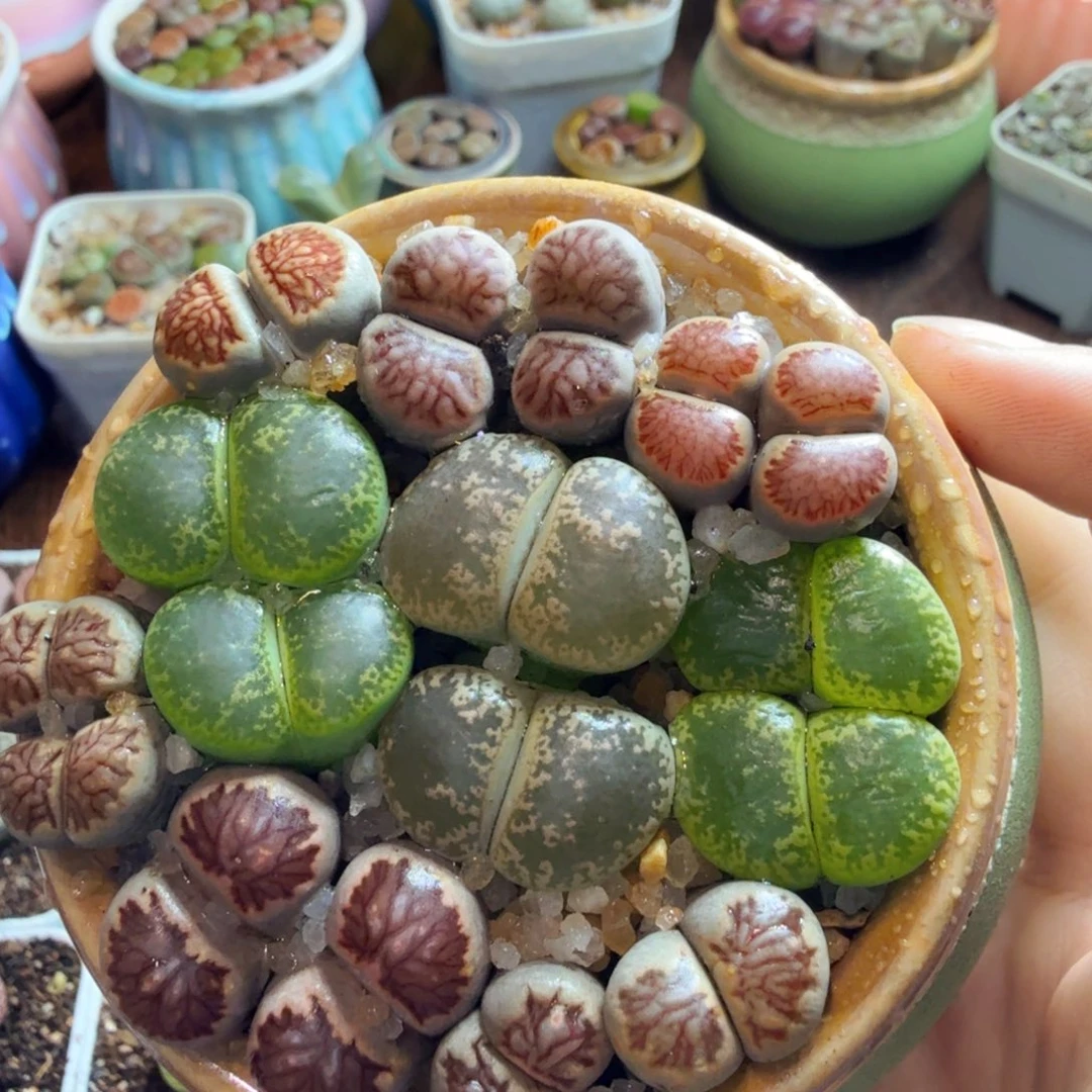 x***g多肉植物和植物的生长发育447