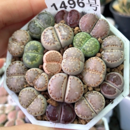 1496，1.3-1.7厘米彩色饼干