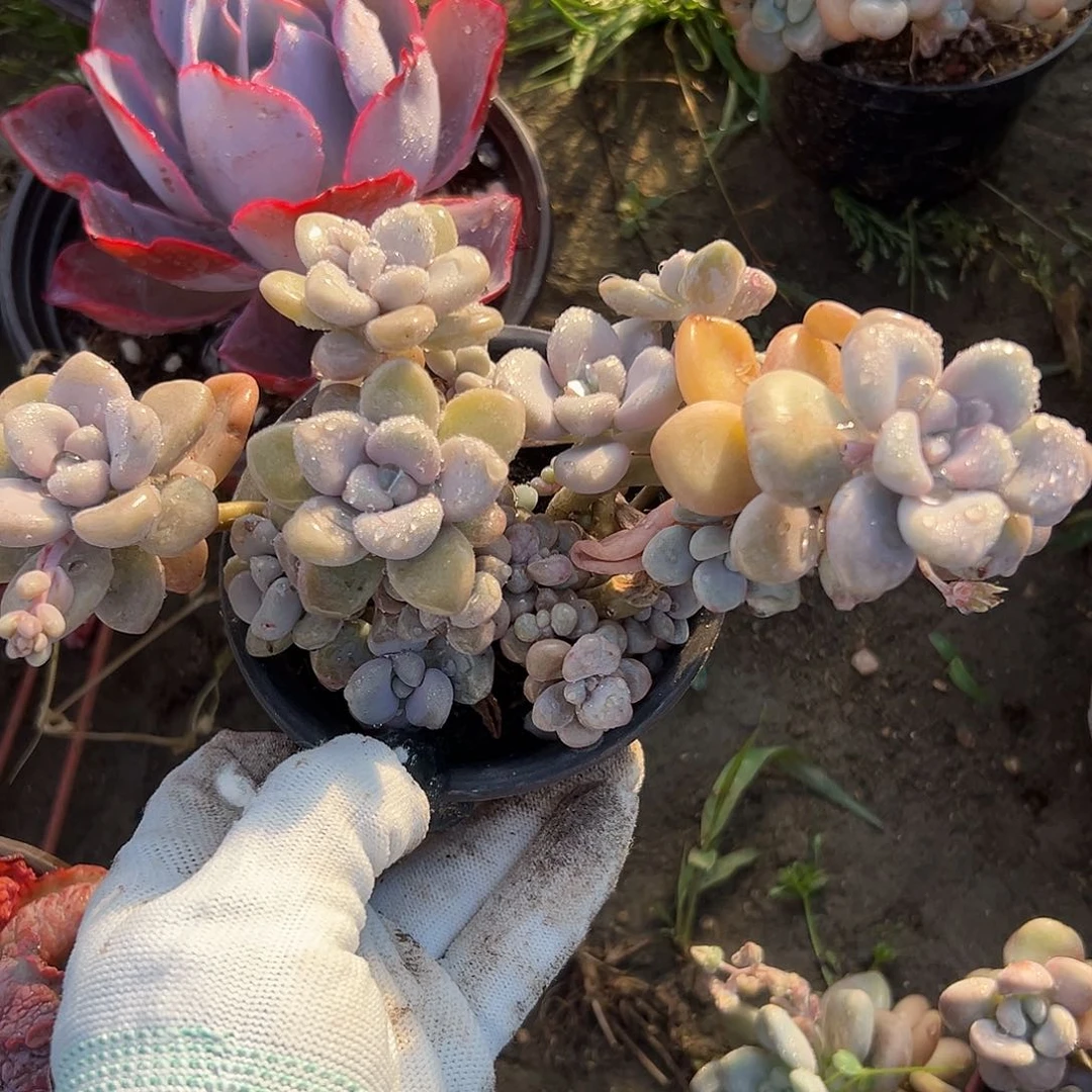 艾伦投资中央音乐学院