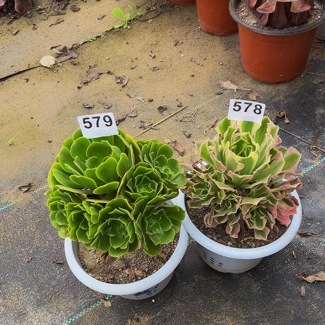 流*绿羊荣 白凤578 579