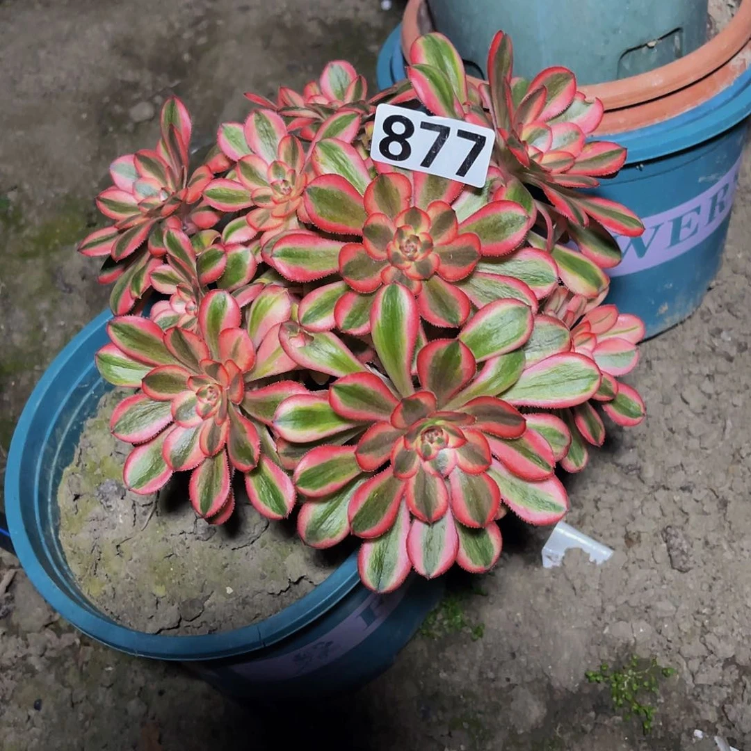 法师法师13–21包邮法师