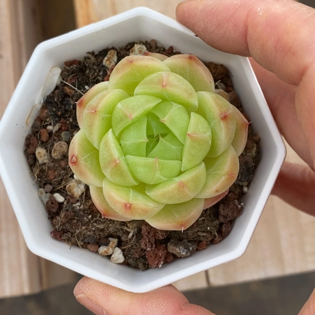 精品多肉一物一拍不包整184