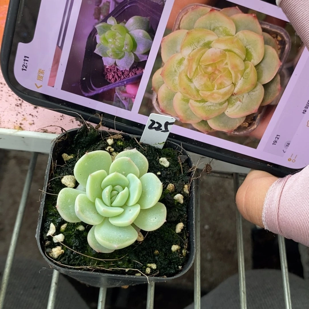 上盆甜心225一个多肉量拍