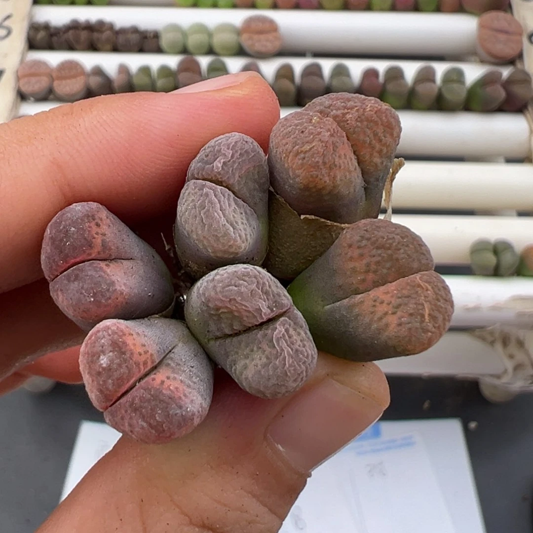 6.28好看的多肉脱土发货137