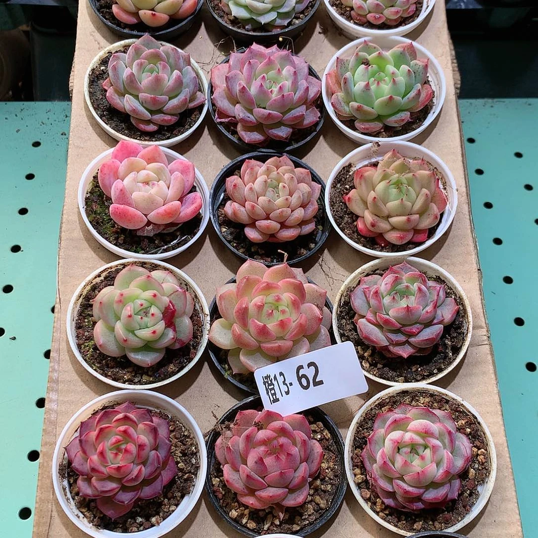 13-62一物一拍带盆18颗。