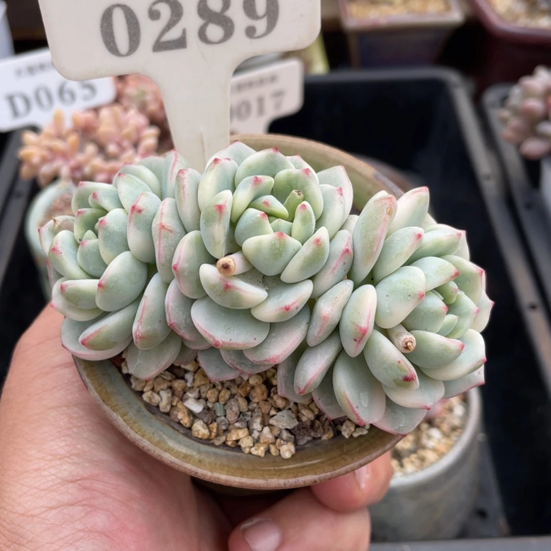 0289香草锦不带盆8厘米