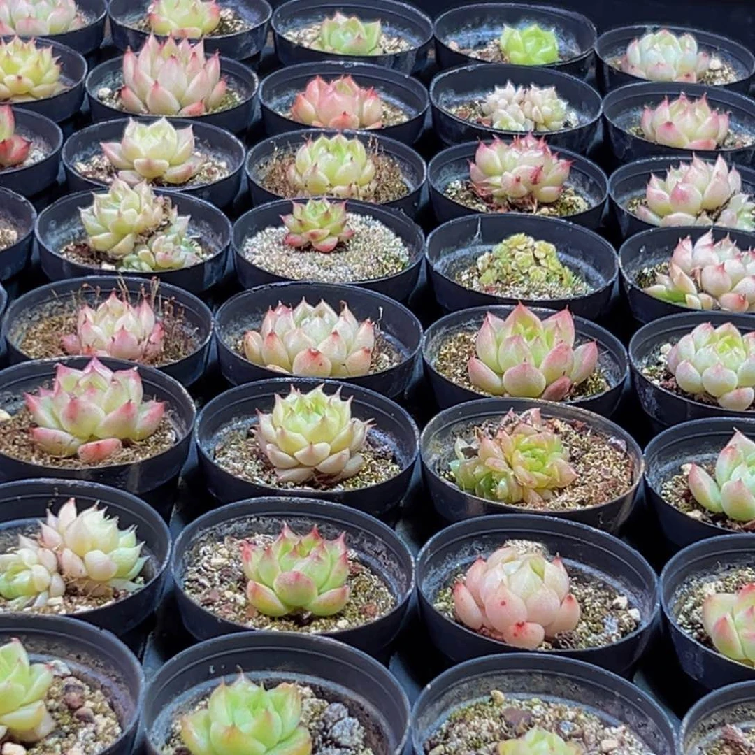 756多肉葡萄的价格是多少啊哈哈