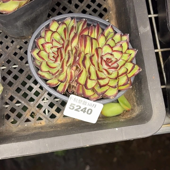 阿雅园艺。        5240肉酱玫瑰