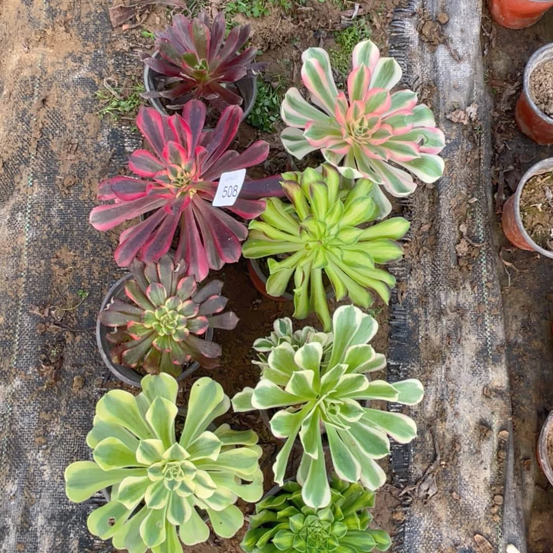 508法师锦多肉组合8颗