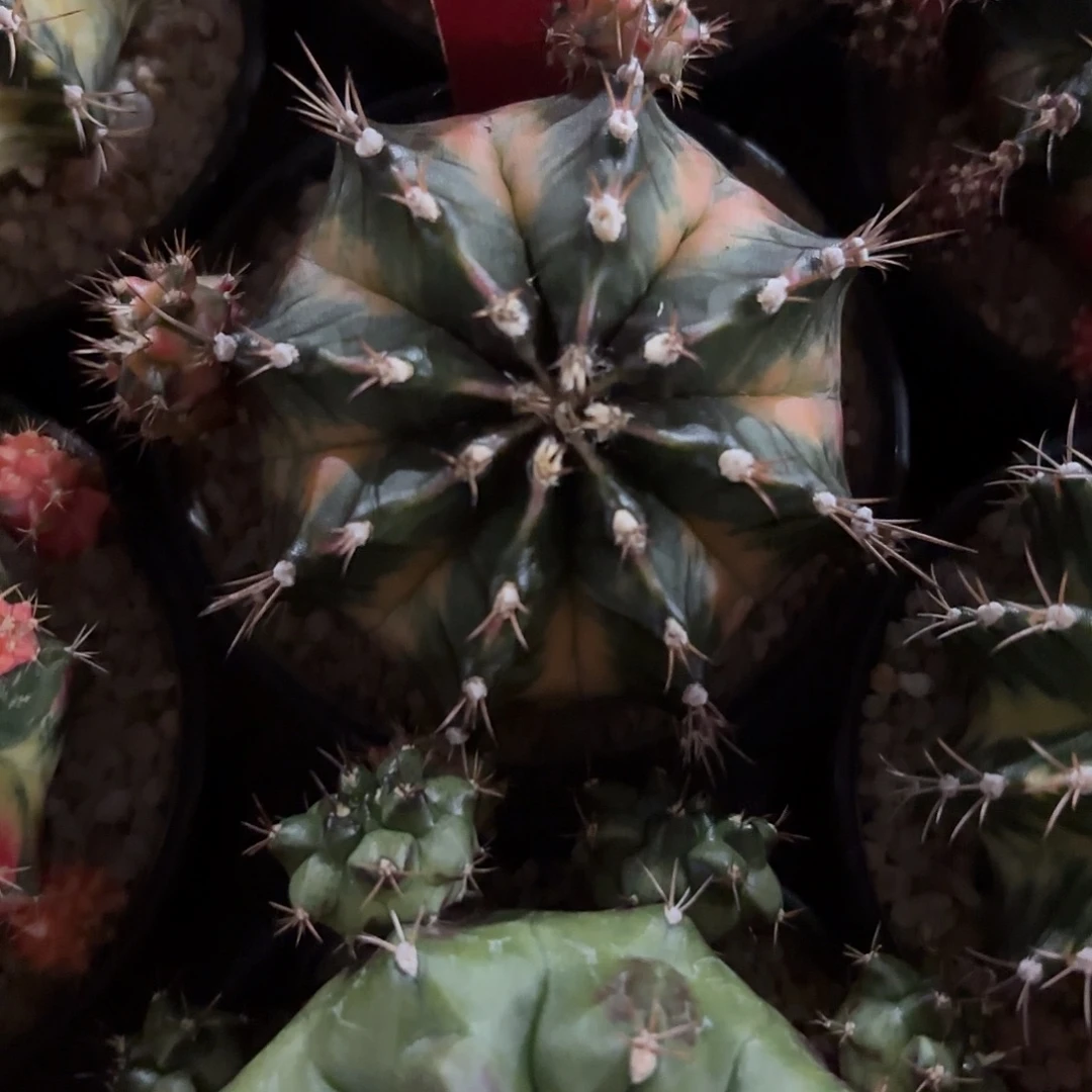 222-1104泰国发货多肉