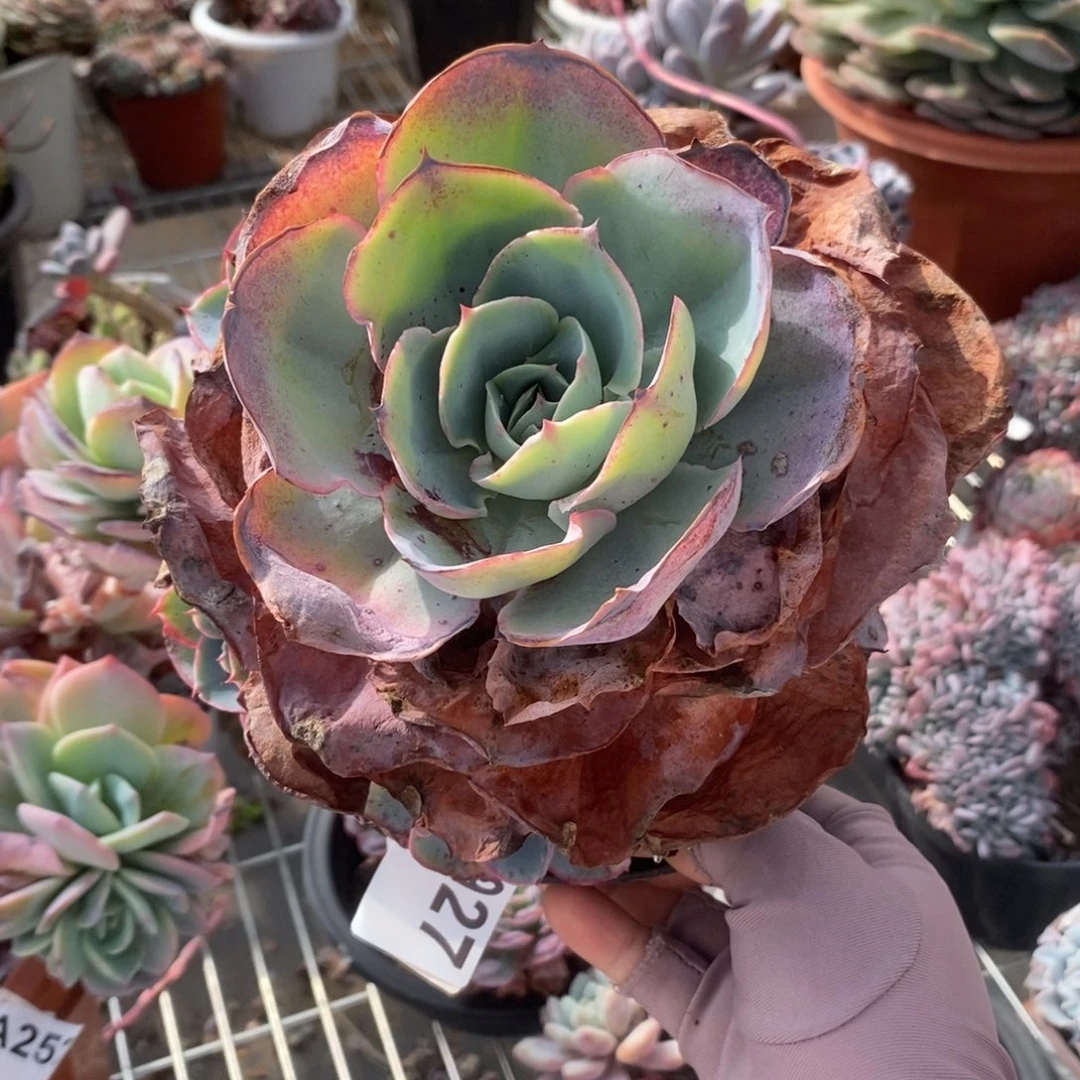 5927达芬奇一物一拍