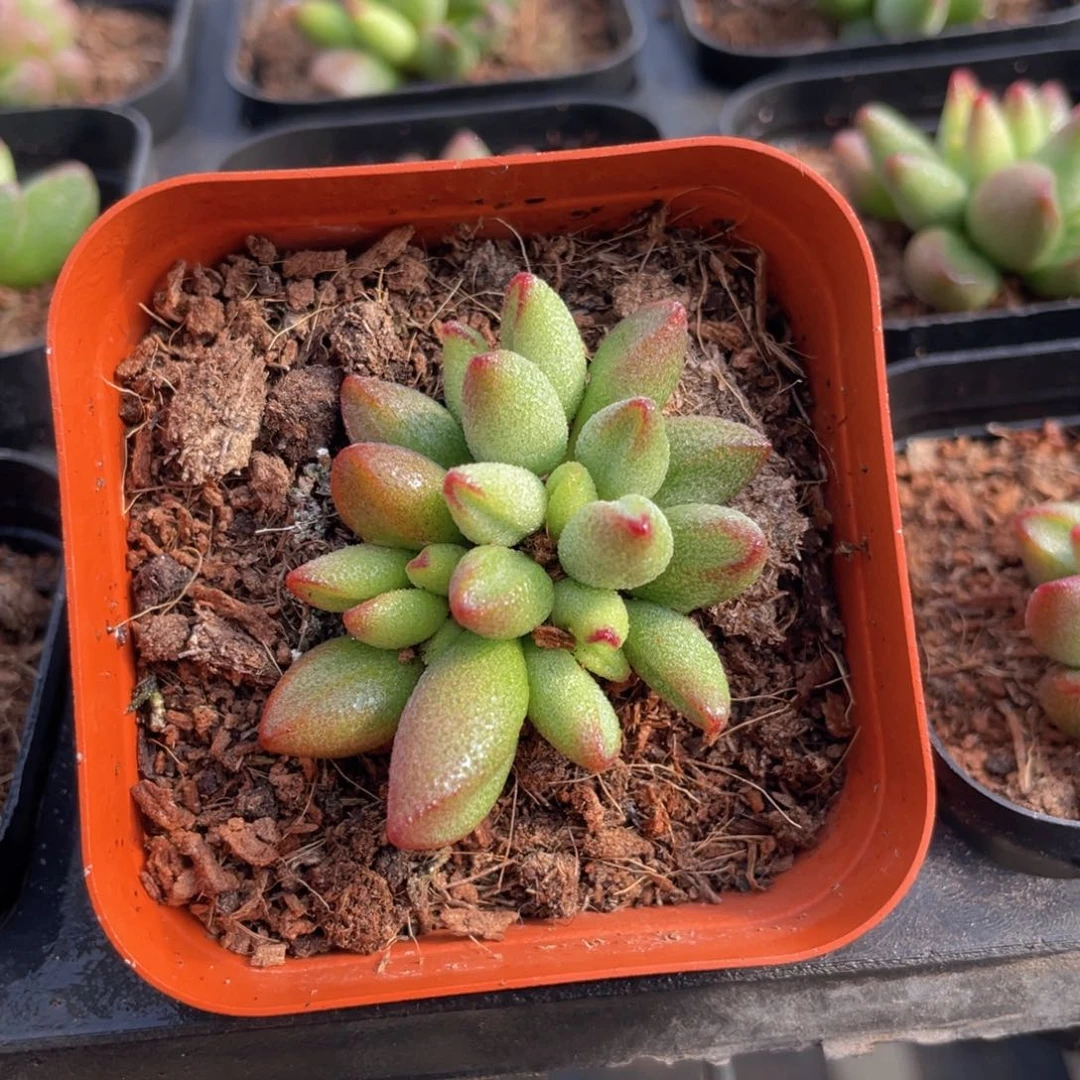 小红嘴水泡多肉9.9包邮发货