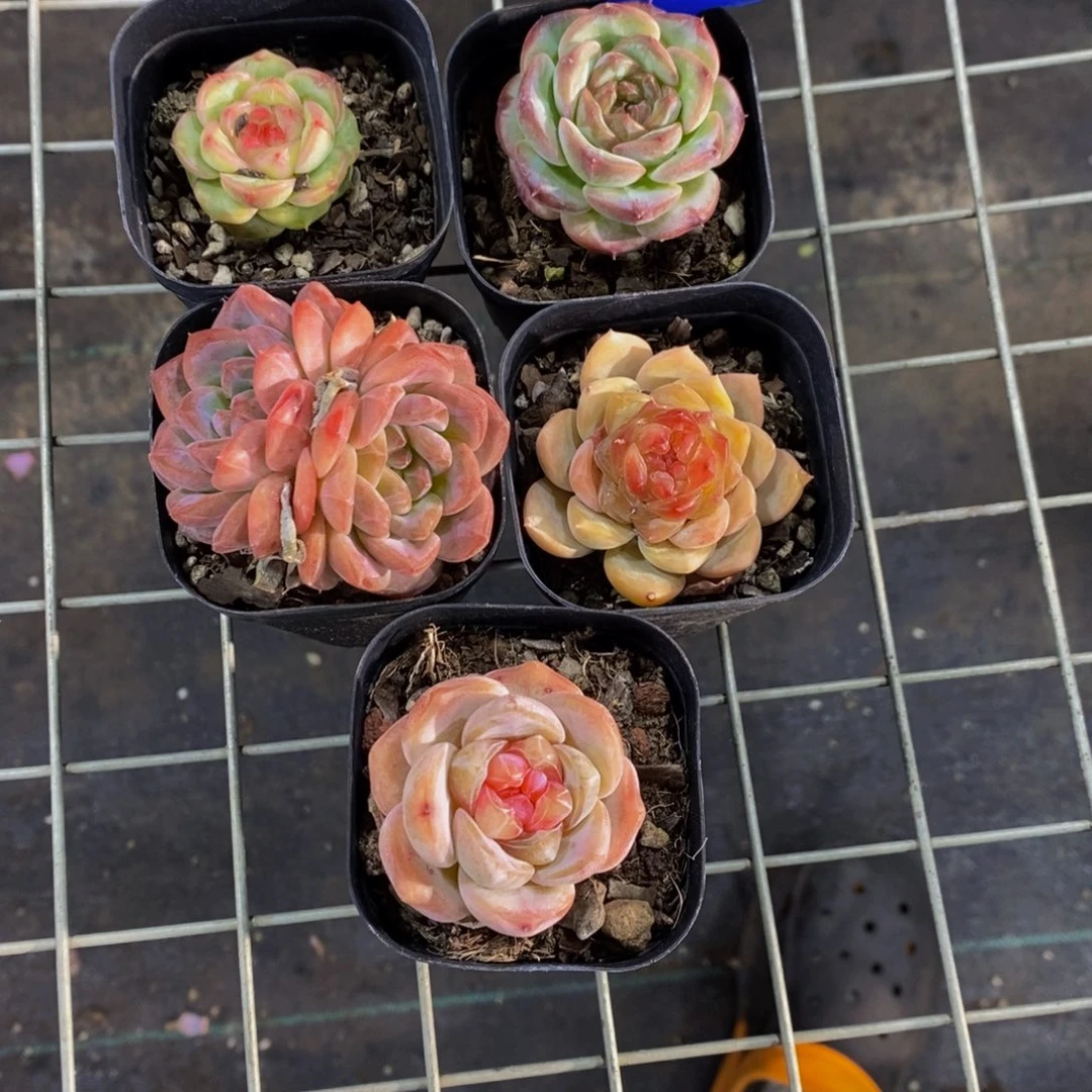 6-开播福利精品糖心美肉五个