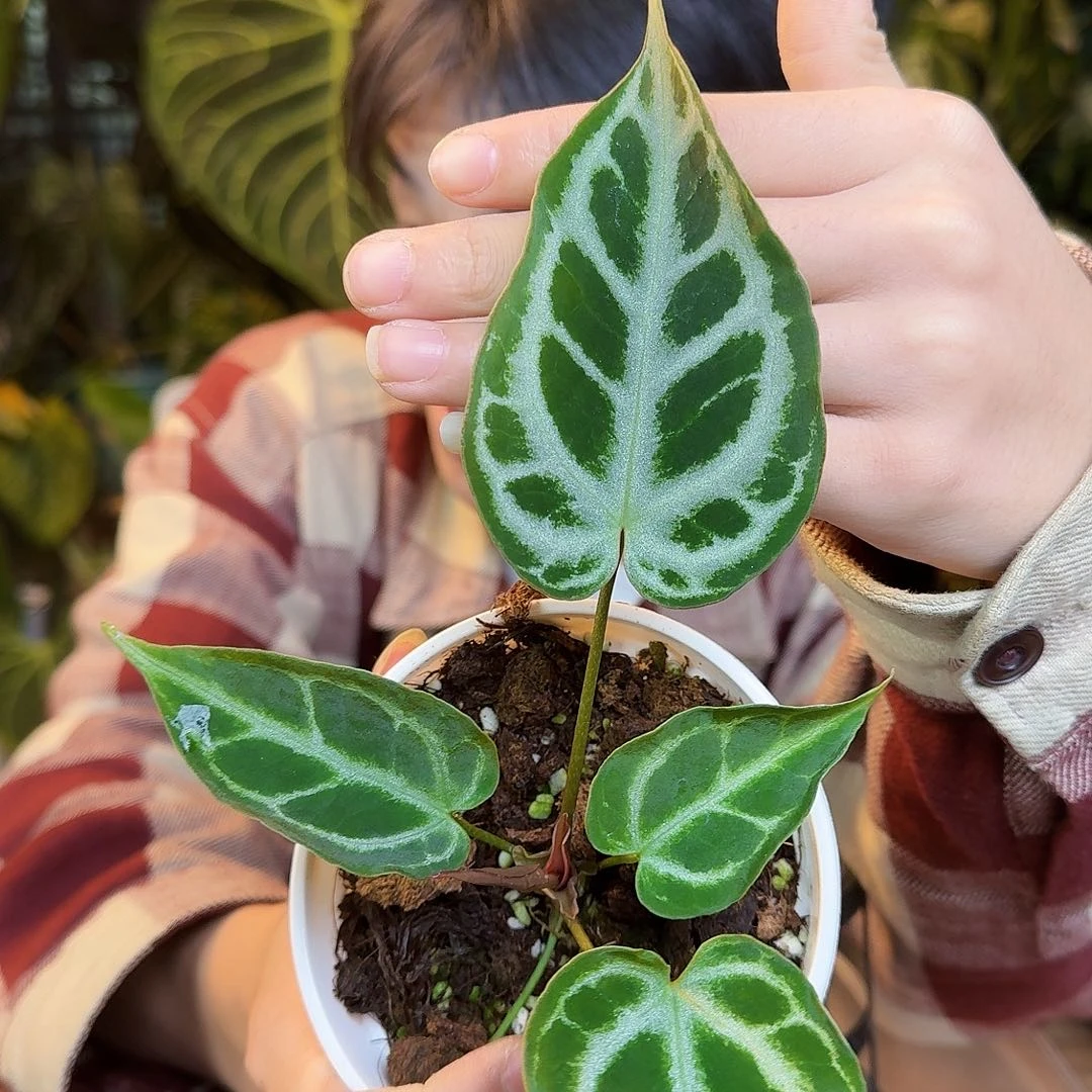 完全开放T23黑刷子杂skg银