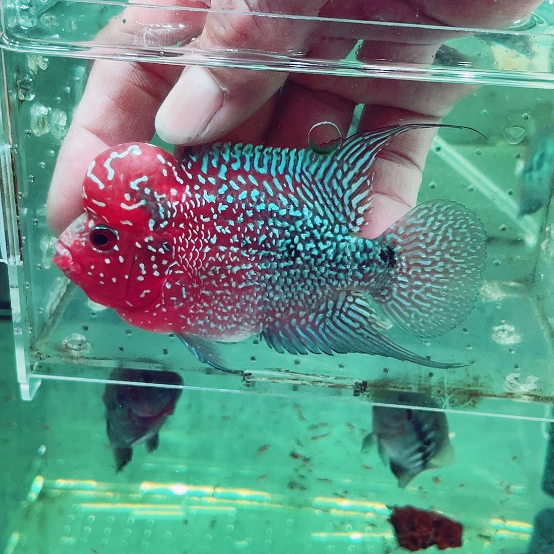 陆***超罗汉鱼亚成罗汉鱼一条