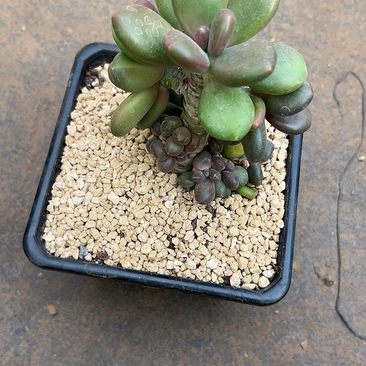 芒果奶群生多头多肉