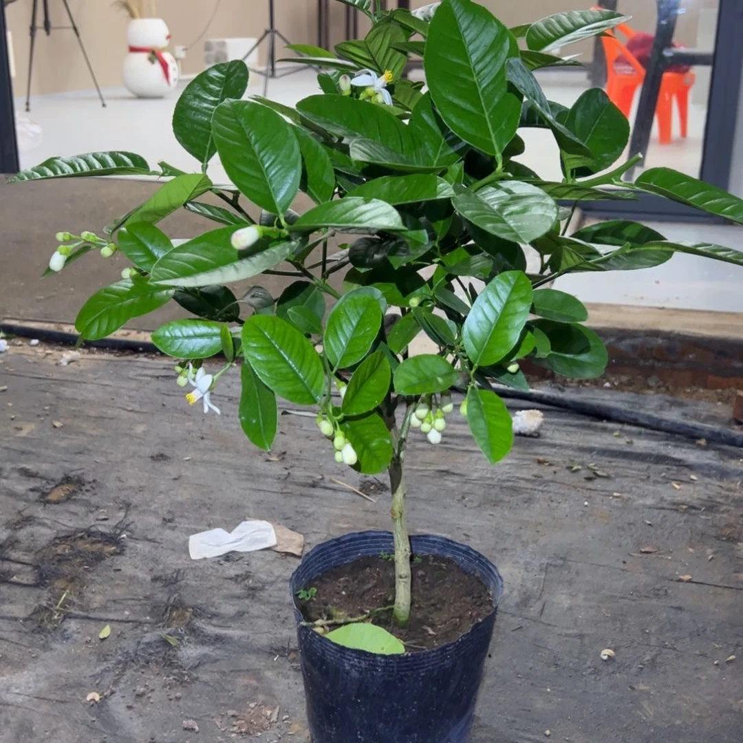 绿植盆栽植物花卉