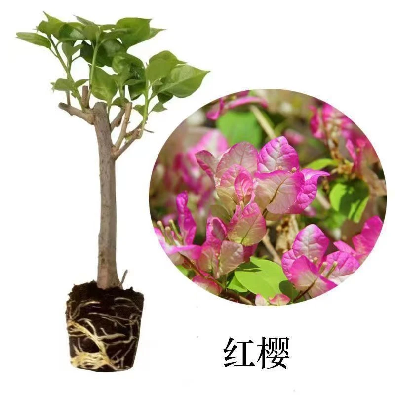【漳红樱】花苞三角梅袋苗健康生长优质苗木绿植盆栽
