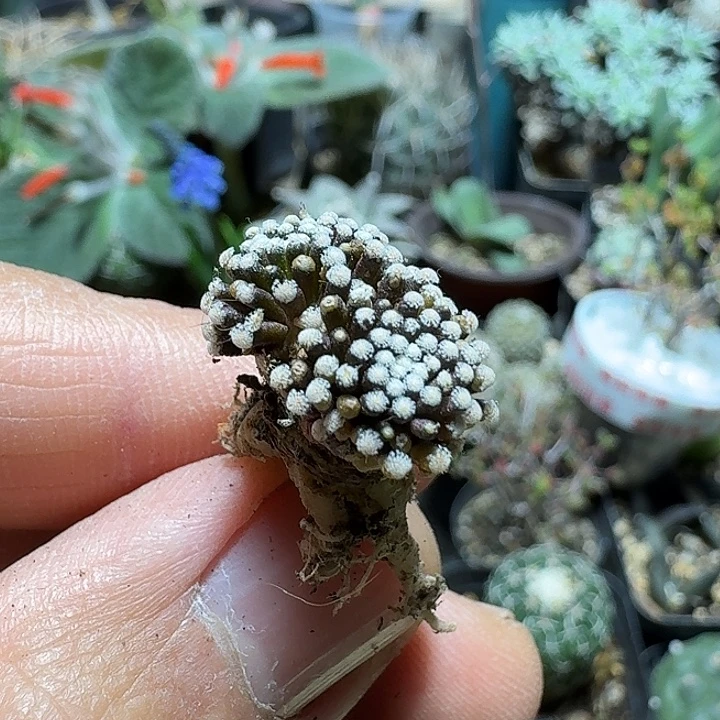 705松针牡丹脱土发货