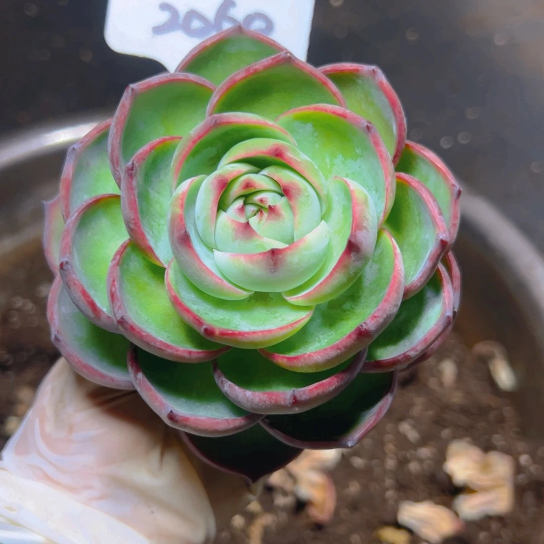 幸*惊鸿仙子一物一拍2060号