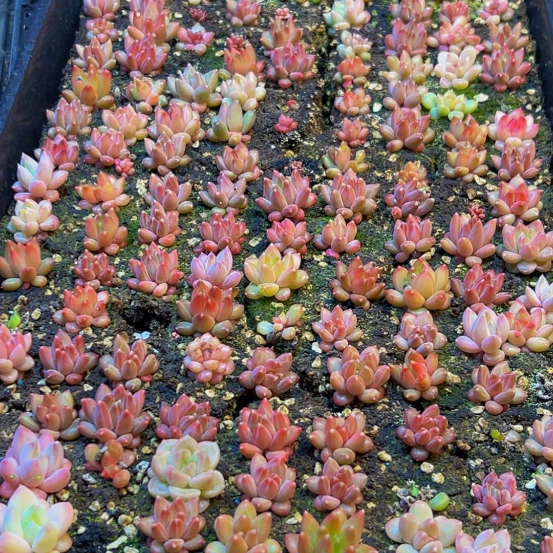 283多肉葡萄的味道是什么味道的呀