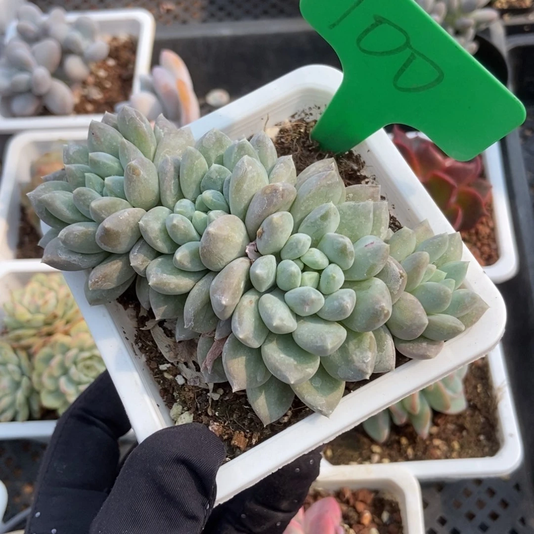 100奶糖多肉植物保护