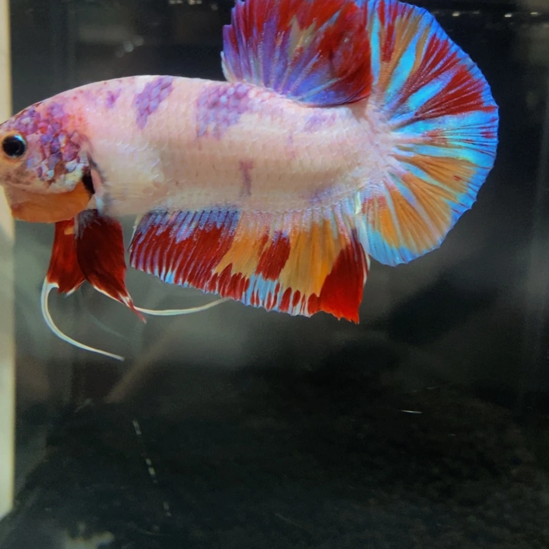 斗鱼387巨斗111111