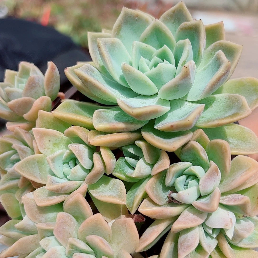 哈利沃森朵朵造型