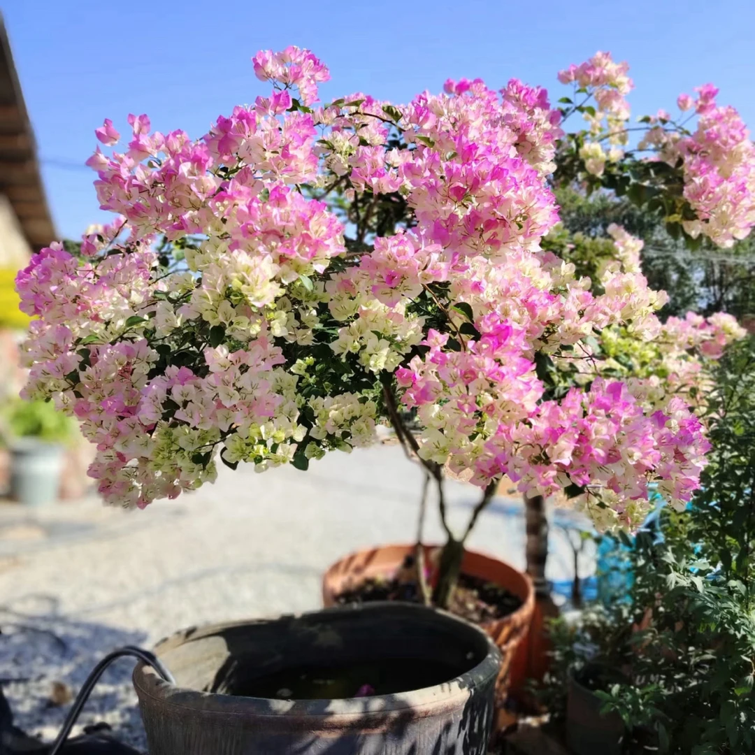 【一物一拍】三角梅红缨绿樱不甜卡亚塔勤花品种四季开花好养