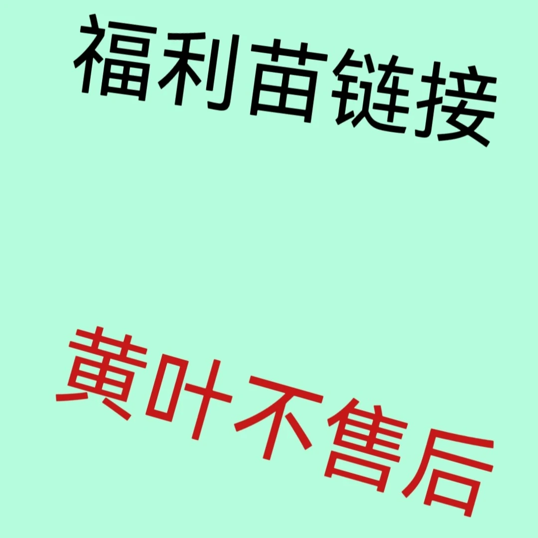 福利苗专拍黄叶不售后(手机号码不要留错)