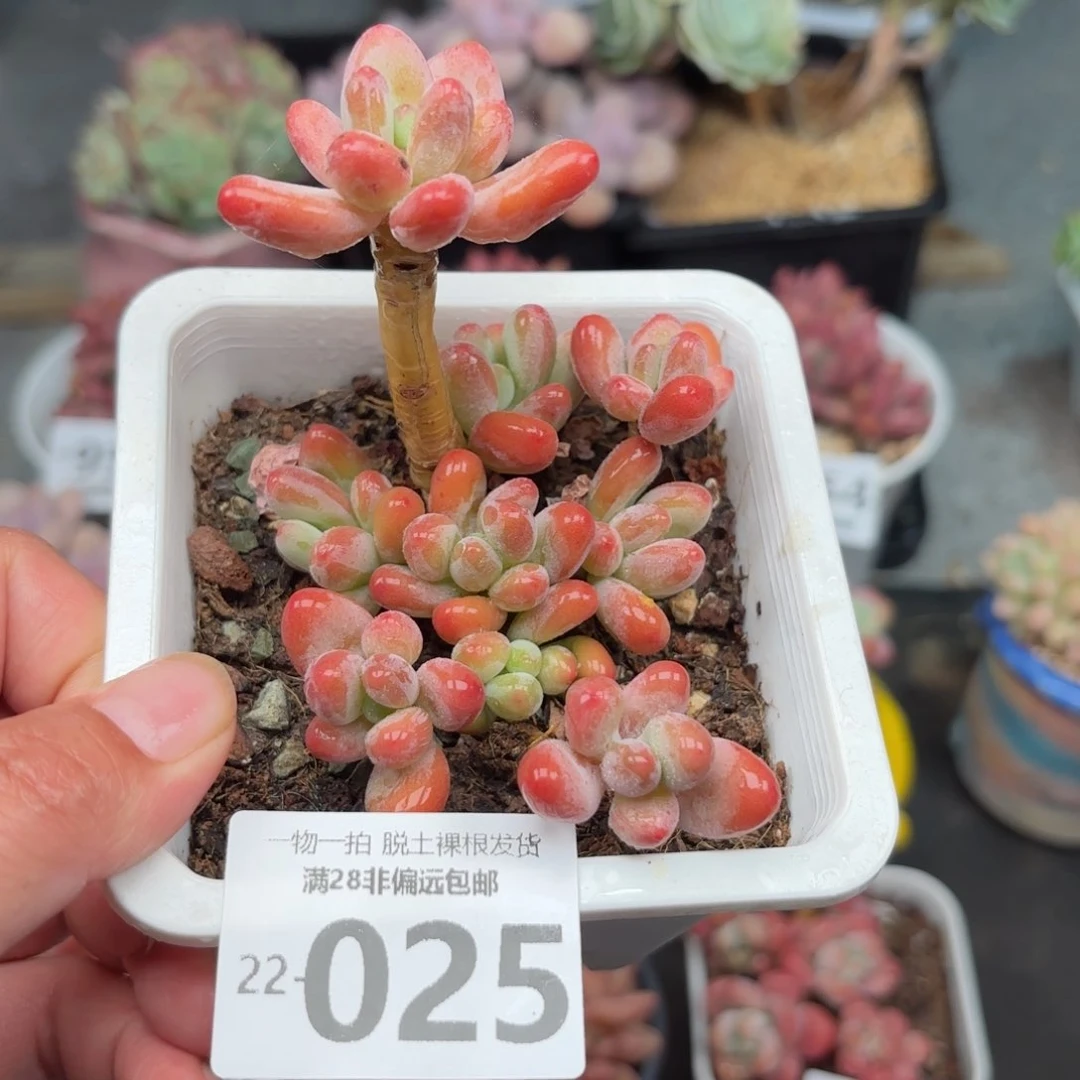 樱花奶整群多肉多肉