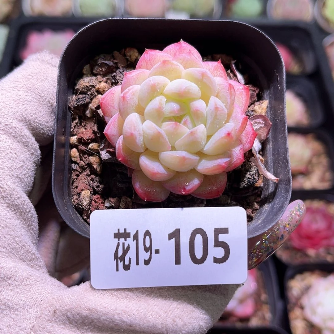 花利美19-105白桃汽水