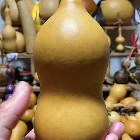 精品厚皮本长葫芦